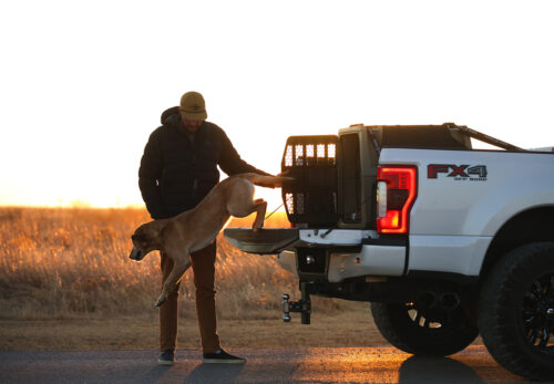 Traveling with Dogs: How to Keep Your Pet Safe and Comfortable on the Road